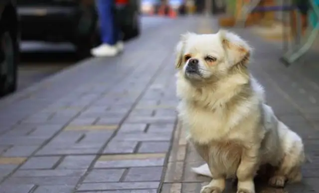 The dog waits for the master on the road, is taken away and returns to his place, and ends up crying