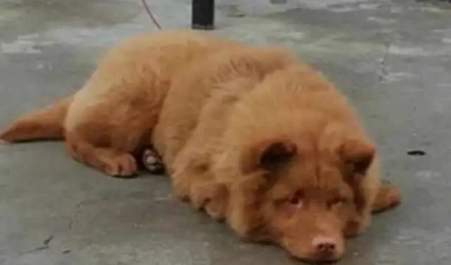 The dog in the house, "Sweet" and scared his right-hand neighbor to walk