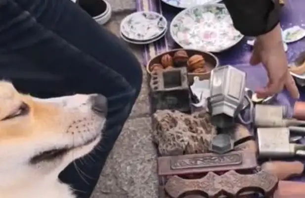 Dog crashes into the old stall, smashes three china. Master: The dog pays you