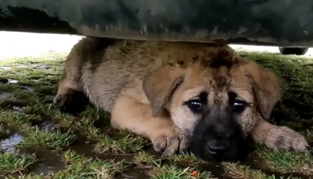 The dog waits for the master on the road, is taken away and returns to his place, and ends up crying