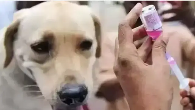 A villager in Yoozhou was kindly “hosting” stray dogs, but claimed 320,000 for rabies caused by dog bites