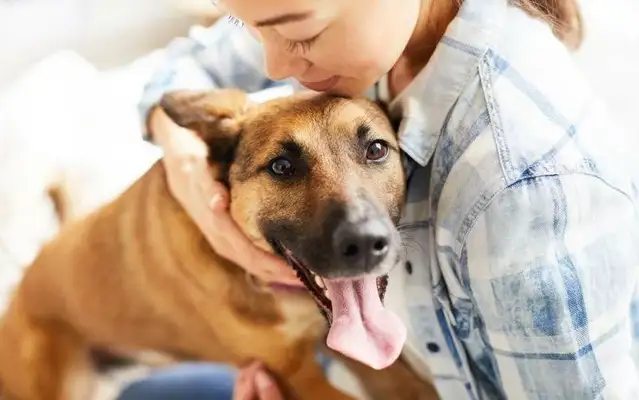 Why would a dog sneeze? The reason the dog sneezes