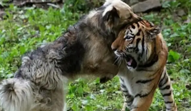 In order to keep the tiger alive, he lost a dog in the tiger's garden