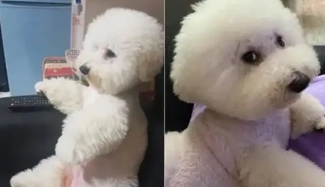 Who's the owner and who's the pet