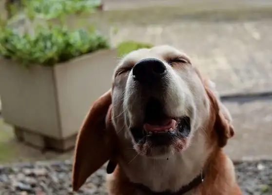 Why would a dog sneeze? The reason the dog sneezes