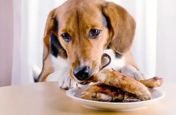 The dog eats the bones quietly, and the master comes home and it's tragic