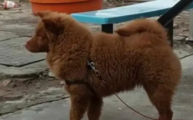 The dog in the house,