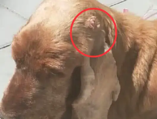 The dog's head gave a flower, the owner sent it to check it out, and it was so paralyzed. On the ground