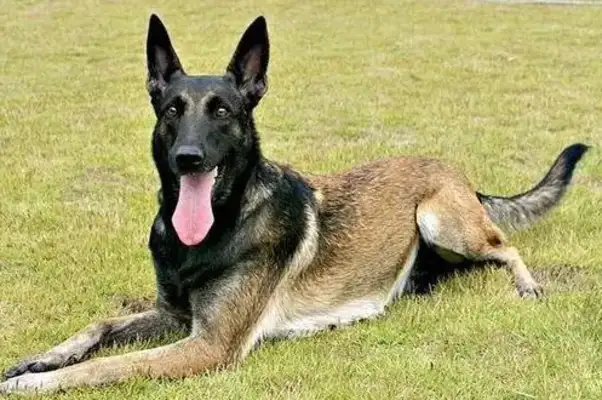 Two boys accidentally found a bitt dog in the hole