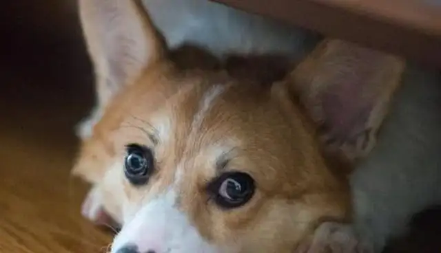 Dog crashes into the old stall, smashes three china. Master: The dog pays you
