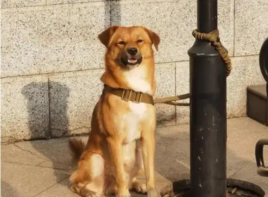 The dog waits for the master on the road, is taken away and returns to his place, and ends up crying