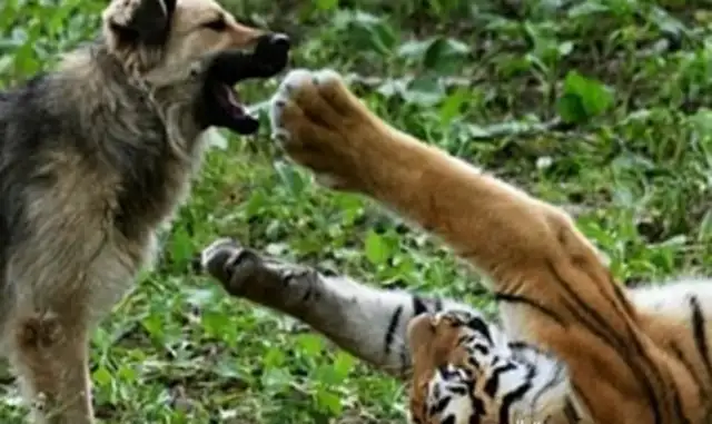 In order to keep the tiger alive, he lost a dog in the tiger's garden