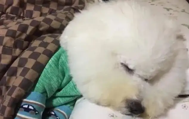 Who's the owner and who's the pet