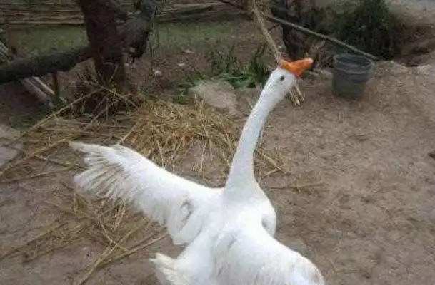 Five-year-olds are too naughty to scare white geese, parents are laughing, dogs are so bad