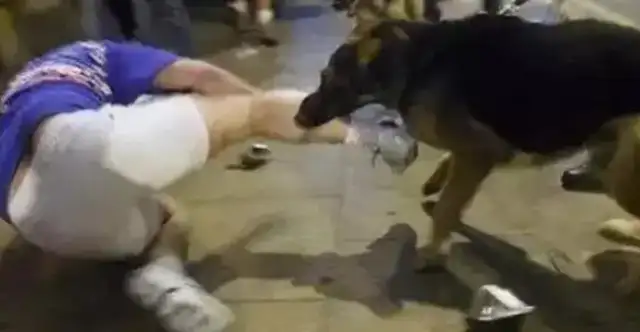 A villager in Yoozhou was kindly “hosting” stray dogs, but claimed 320,000 for rabies caused by dog bites