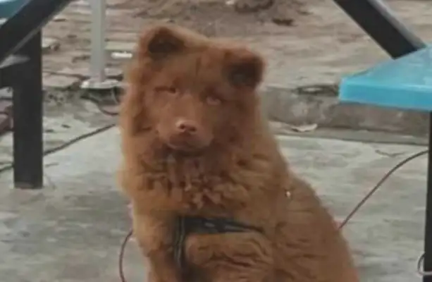 The dog in the house,