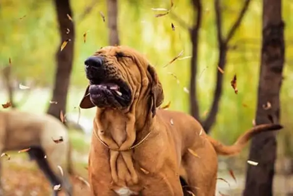 Why would a dog sneeze? The reason the dog sneezes