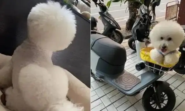 Who's the owner and who's the pet