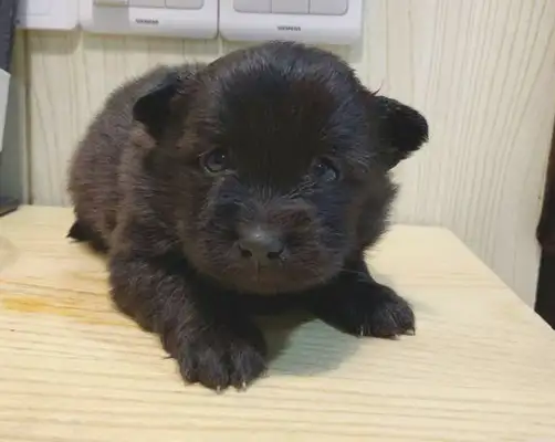 I saved a little stray dog by the road, and I saw it with a big hand