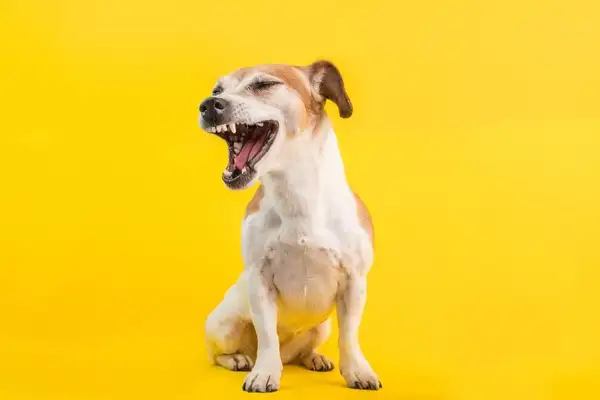 Why would a dog sneeze? The reason the dog sneezes