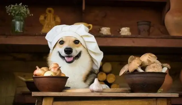 Dogs can eat onions for health advice. Can dogs eat onions?