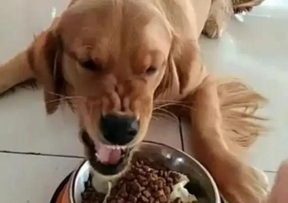 Dogs eat too much on their masters, they have to wear gloves every time they feed them