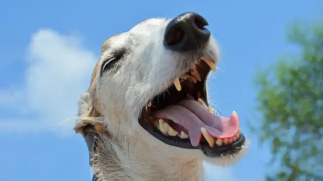 Why would a dog sneeze? The reason the dog sneezes