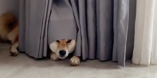 The Internet took away the dog's food. He couldn't find the blame