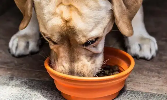 Dogs eat too much on their masters, they have to wear gloves every time they feed them