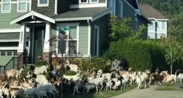 Two hundred goats running through the streets, eating herbs, running away from their whereabouts