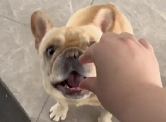 The master's squeezing the air to feed both dogs, and they're all open and ready to eat