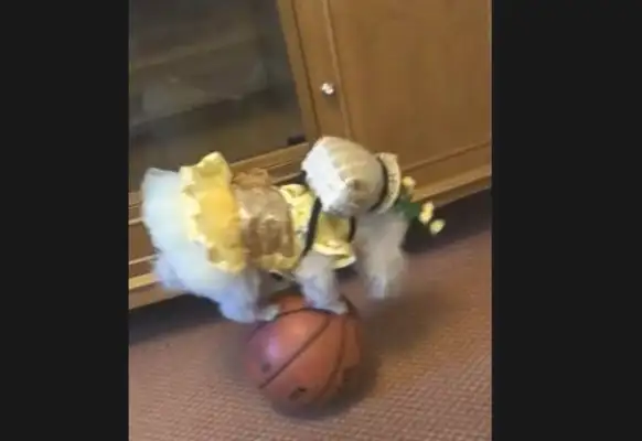 Dogs playing acrobats on balls, and there's a crotch on them