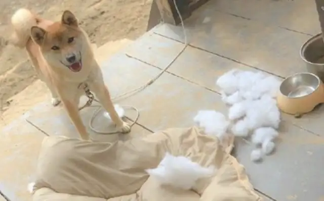 When the dog made a mistake and saw the master's house, he had a little smile on his face