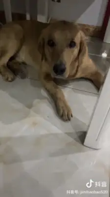 The owner is isolated, worried about dogs eating at home, and can turn on surveillance & #8230; crying