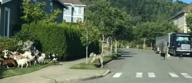 Two hundred goats running through the streets, eating herbs, running away from their whereabouts