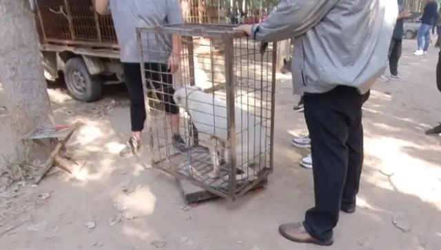 Labrado swings his tail at the owner, and he's thrown in the dog car