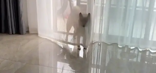 The Internet took away the dog's food. He couldn't find the blame