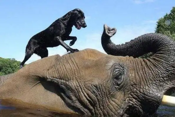 Dogs play with elephants and get dumped