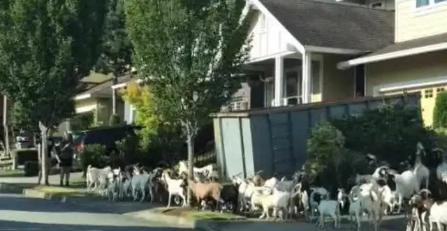 Two hundred goats running through the streets, eating herbs, running away from their whereabouts