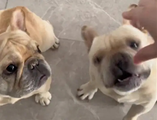 The master's squeezing the air to feed both dogs, and they're all open and ready to eat
