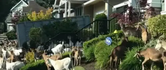 Two hundred goats running through the streets, eating herbs, running away from their whereabouts