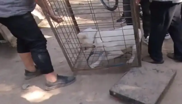 Labrado swings his tail at the owner, and he's thrown in the dog car
