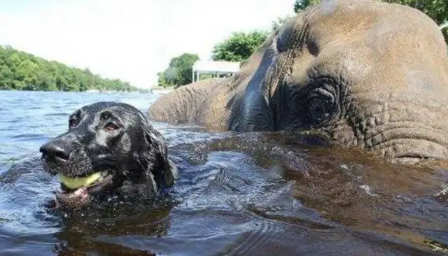 Dogs play with elephants and get dumped