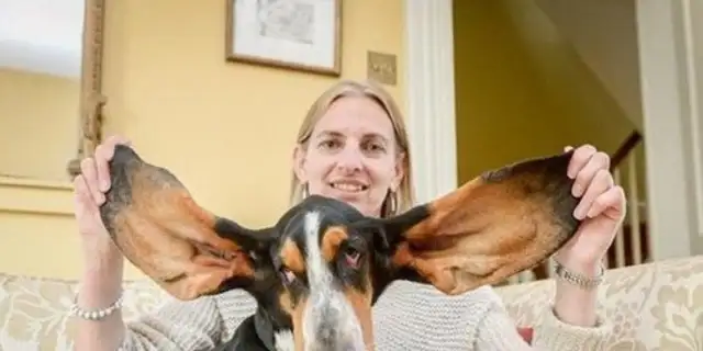 The Bajido dog fell and saved his life with a big ear like the little flying elephant