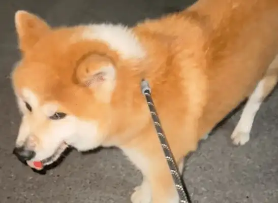 The dog without the ropes went to the Akitas and was killed