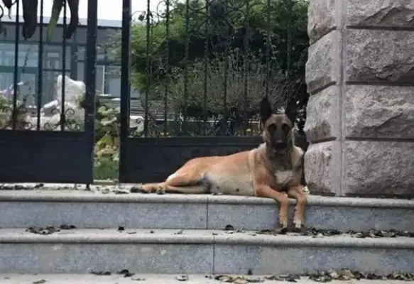 The death of a retired work dog left alone and the emergence of a three-flower cat changed everything