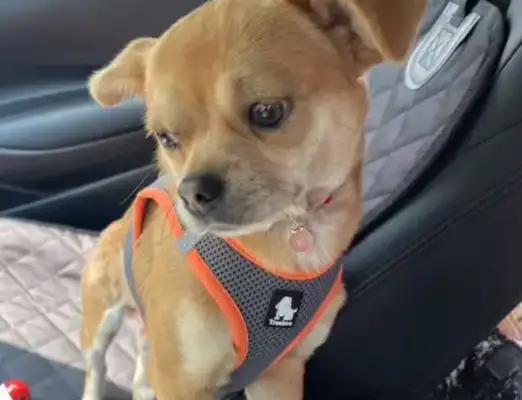 Dogs get stabbed a few times, dog abuse student: mosquitoes can shoot, why dogs can't