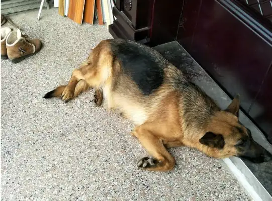 Dejima just had a puppy. The husband's little face wasn't right