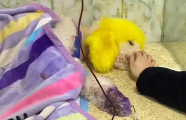 A giant guest dog who's often beaten up in a Buddhist shop has been stabbed twice by his owner for pissing on the sacrifice in his shop