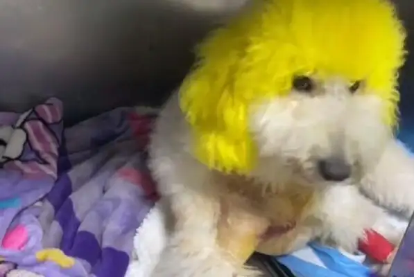 A giant guest dog who's often beaten up in a Buddhist shop has been stabbed twice by his owner for pissing on the sacrifice in his shop